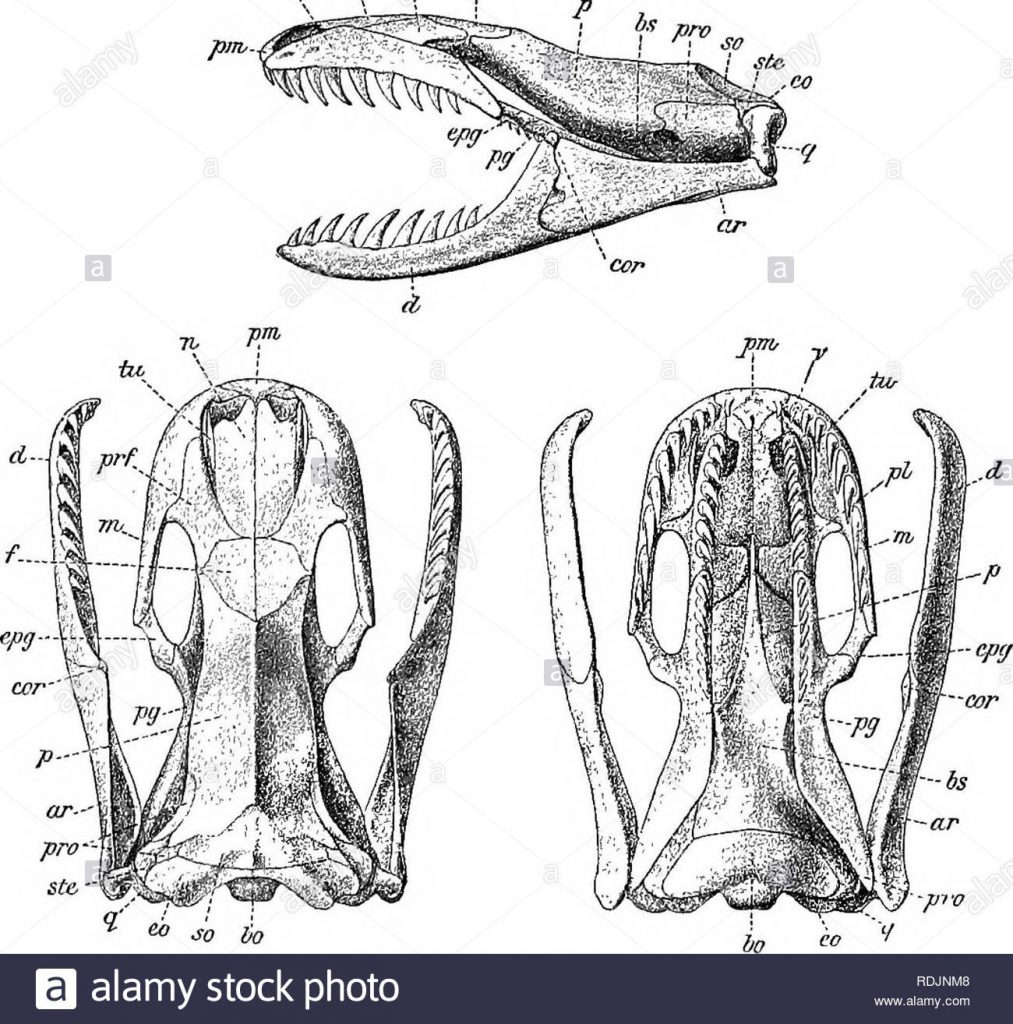 What Do You Do When a Snake Needs a Dentist? Tic Tic Bloom: The ...
